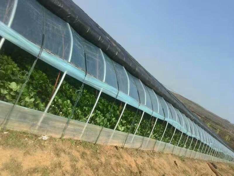 甜宝草莓植株特写