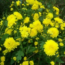 菊花茶