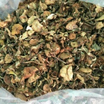 树秋菌一级