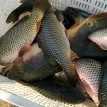 鲤鱼食用2~3公斤