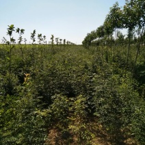 花椒苗自家一手货源价格低货量大品种多规格齐无病害可检验全