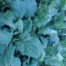 越冬菠菜10~15厘米