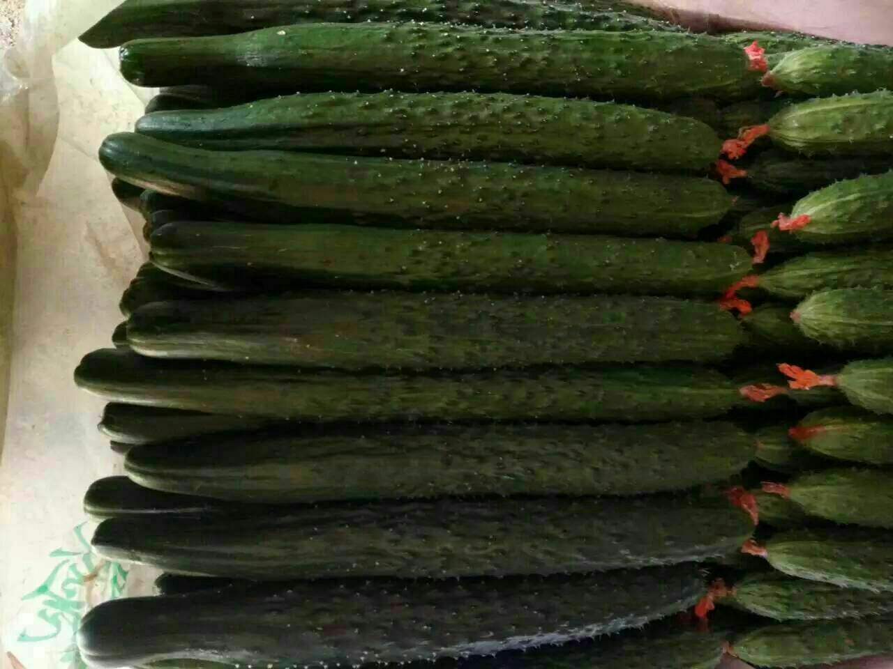 丝瓜与丝瓜络对比图