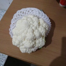 白花菜散装
