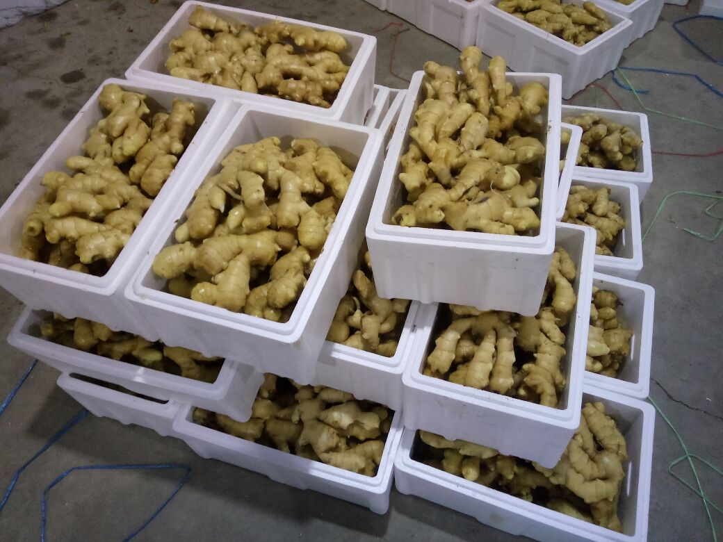 家庭厨房中用纸箱存放带土生姜的实景图