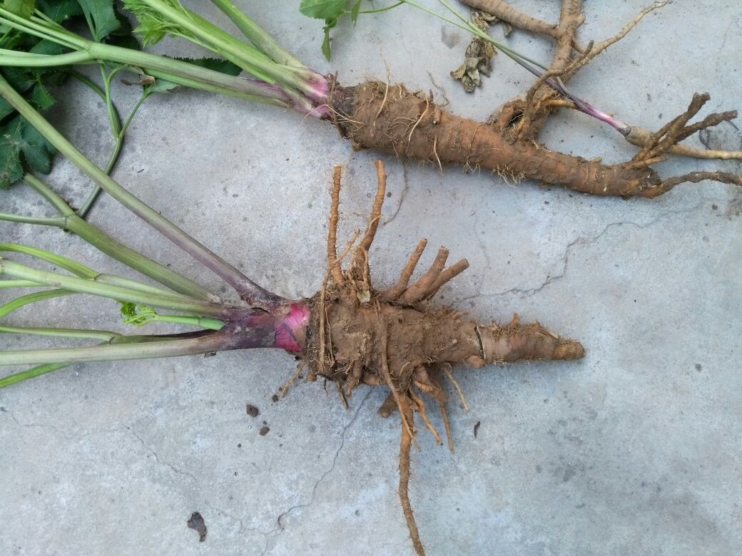 近距离拍摄白芷的嫩绿色羽状叶片,叶脉清晰,边缘呈不规则锯齿状,表面光滑有蜡质层,背景虚化显示野外生长环境 白芷嫩叶特写