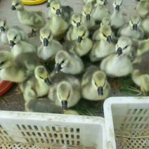 鹅苗250g以下