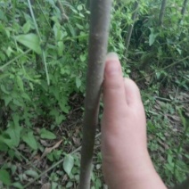 大叶女贞4cm以下