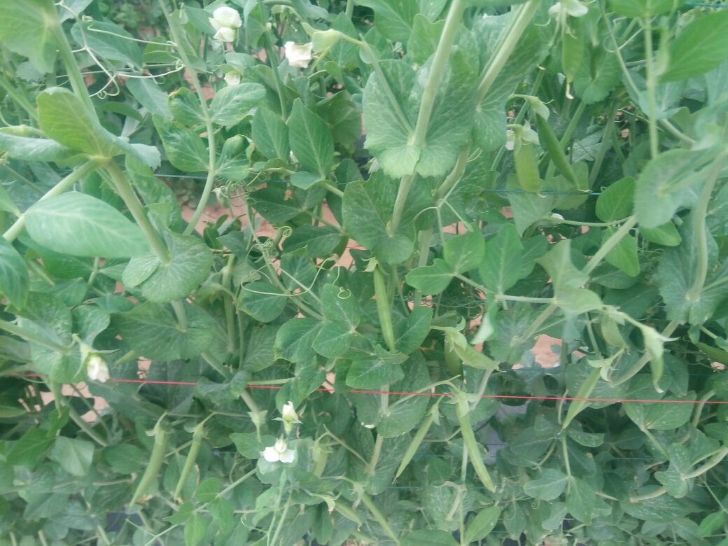 图示内容包括:左侧为农民在春季大棚内检查荷兰豆开花情况;中部为技术人员测量叶片温度与湿度;右侧为工人在清晨进行集中采收作业,篮中均为翠绿色嫩荚 荷兰豆不同生育期田间管理场景