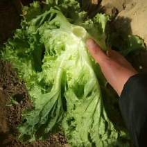 红油麦菜35~40厘米以上