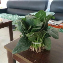 菠菜25~30厘米