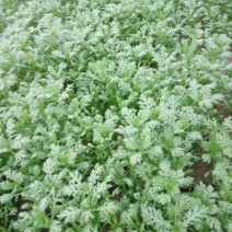 小叶茼蒿20~25cm