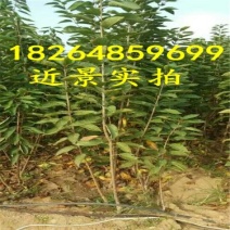 樱桃树苗2年80cm以上