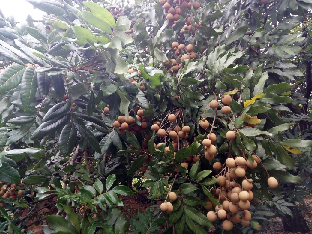 图示龙眼树通过修剪和药物控制冬梢生长,促进花芽分化 龙眼促花控梢示意图