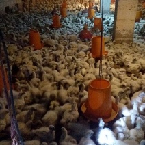 白凤乌鸡苗1斤以上