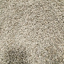 人参种子吉林长白山参农直供开口可种植送资料