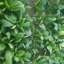 大叶菠菜20~25厘米