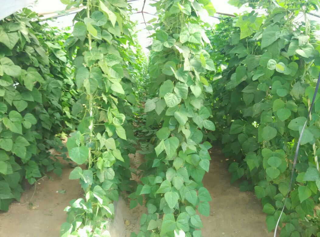 绿扁豆搭架栽培模式图