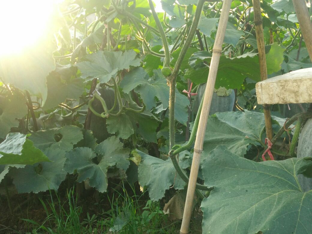 盛夏七月的冬瓜种植基地实景:藤蔓繁茂,果实饱满,表皮白霜清晰可见,体现冬瓜典型成熟特征与夏季生长状态 田间成熟的墨绿长条形冬瓜挂满藤蔓,表皮覆盖均匀白霜,阳光下泛微光,背景为翠绿叶片与晴朗蓝天