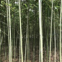 竹子4~5m