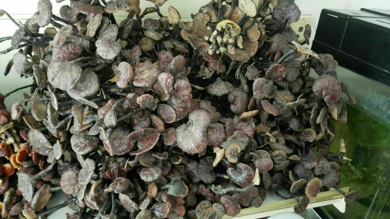 实验室人员正在进行竹灵芝成分检测