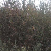 木瓜树201~230cm