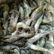 河虾冰鲜虾26~30只/kg