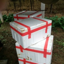 小叶菠菜15~20厘米