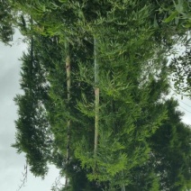 绿竹15~16m