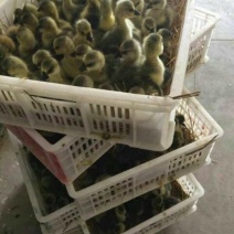 马岗鹅苗