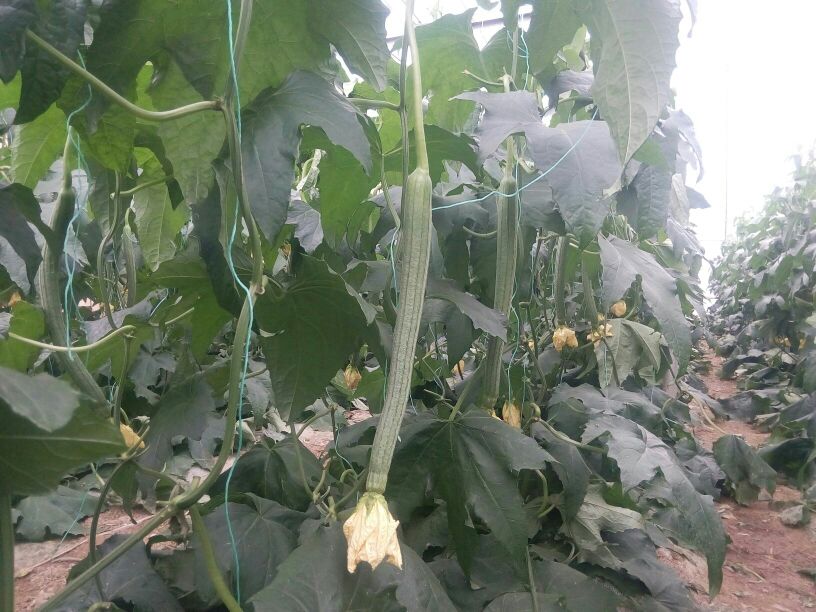 丝瓜品种对比图