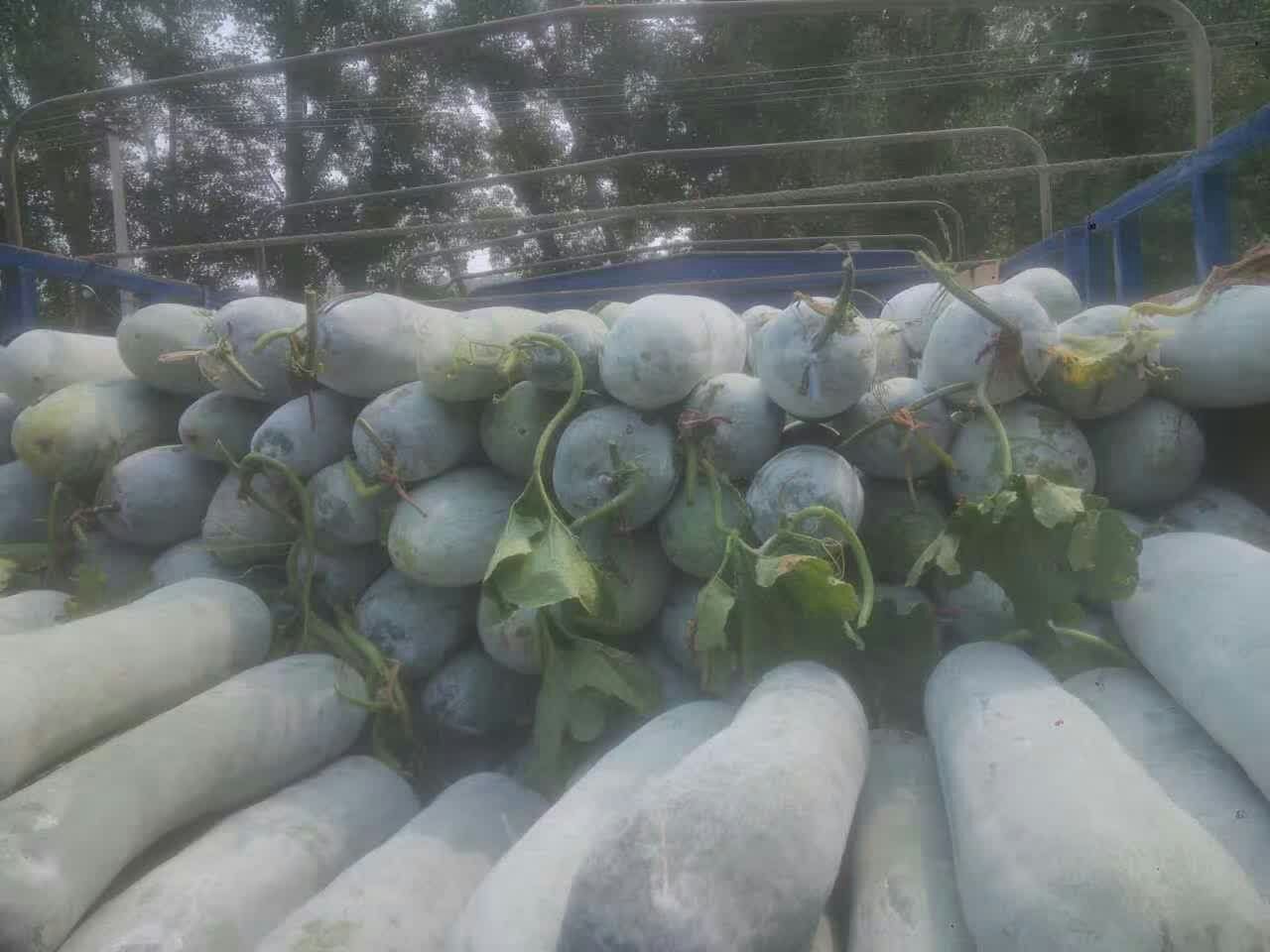 原阳冬瓜收购现场