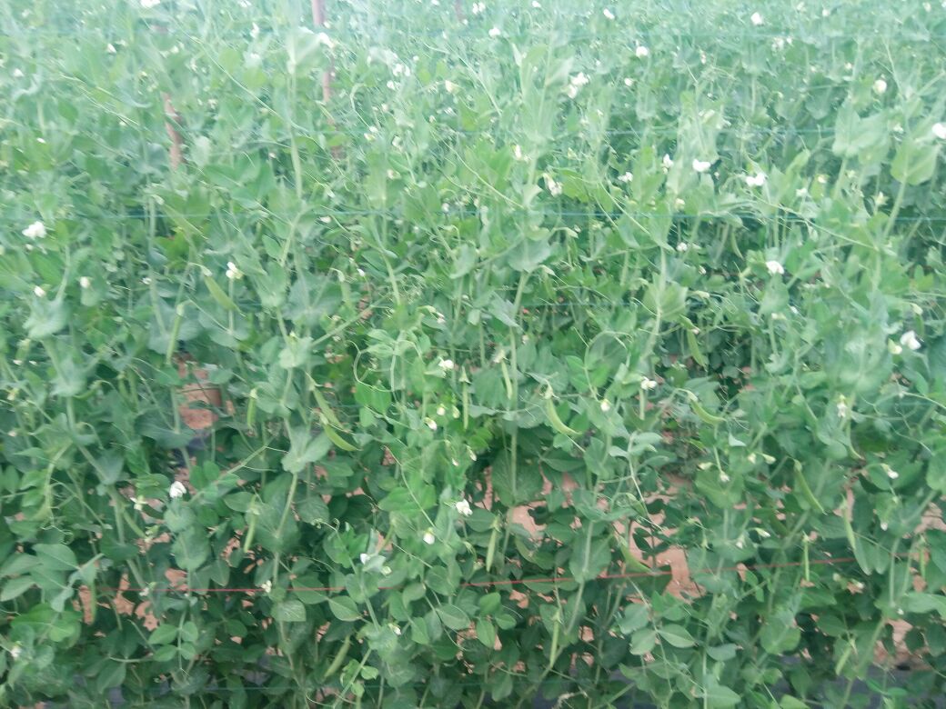 田间种植的荷兰豆植株