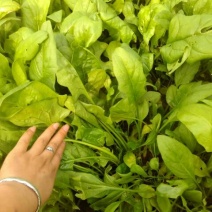 秋菠菜25~30厘米