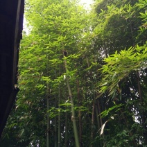 绿竹4~5m
