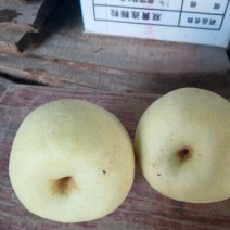 酥梨