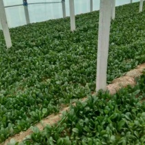 越冬菠菜15~20厘米