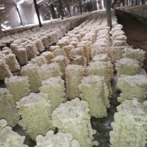 白木耳一级