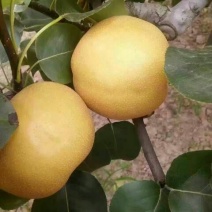 黄金梨