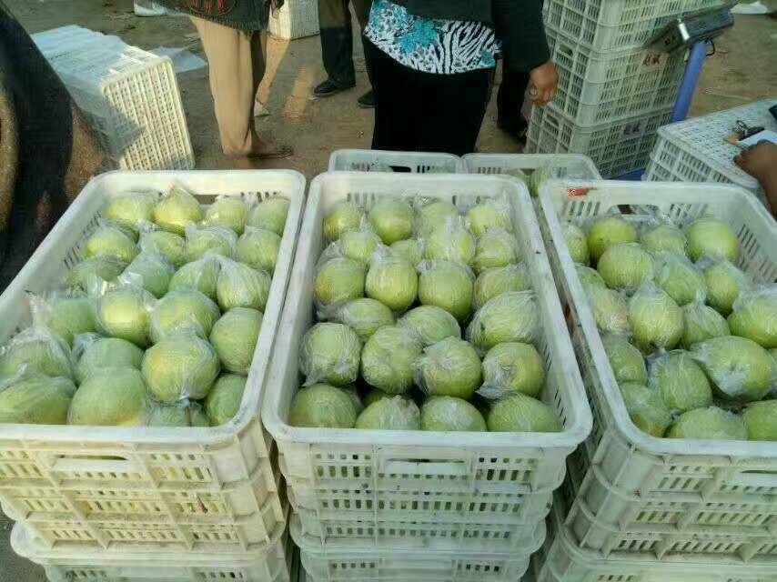 农贸市场摊位上整齐摆放着一筐筐新鲜的苹果鸭梨,果皮光亮,部分带有果柄,旁边有标价牌写着‘本地苹果鸭梨 6元/斤’,背景可见顾客正在挑选 苹果鸭梨市场销售场景