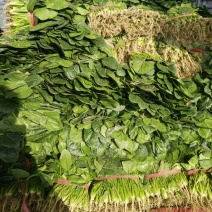 大叶菠菜20~25厘米