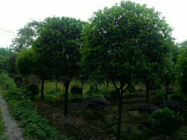 八月桂冬季防寒保护实景图