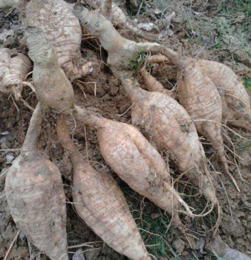 葛根苗无渣高产葛根种苗