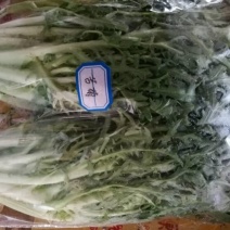 苦菊12~15cm