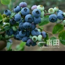 蓝莓12~14mm以上