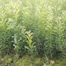 杨梅树30~50cm