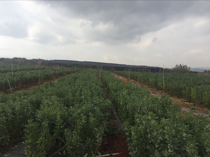中国地图标注蚕豆与大豆主要种植区域,左侧云南、四川、湖北用绿色图标标示蚕豆主产区,右侧黑龙江、内蒙古、吉林用黄色图标标示大豆主产区,配有文字标签和产量百分比柱状图 中国蚕豆与大豆主产区分布地图