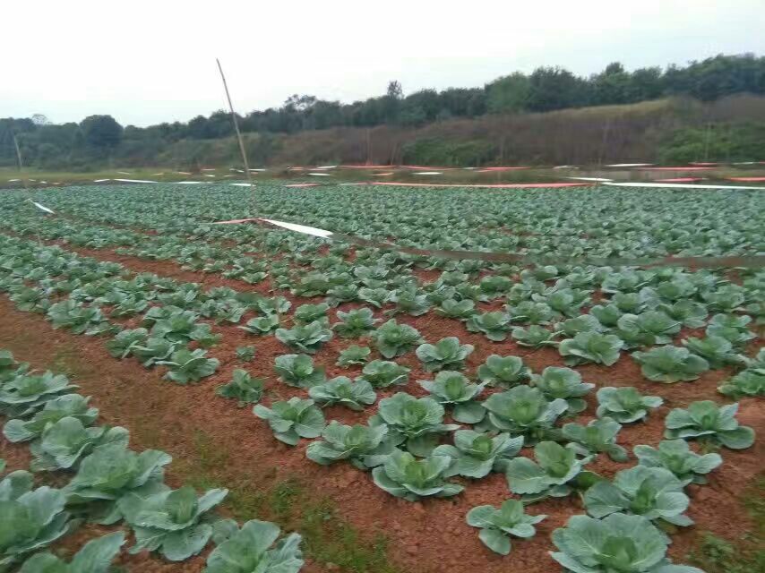 春甘蓝露地双行高垄定植实景图