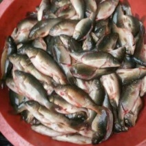 乌鲤食用2两