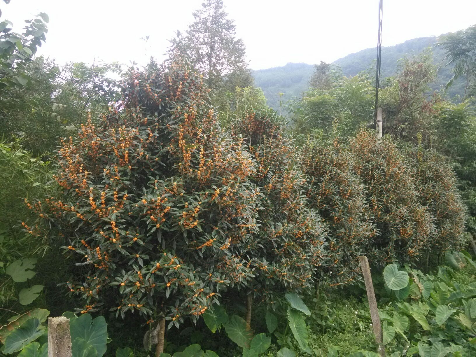 八月桂花盛开特写